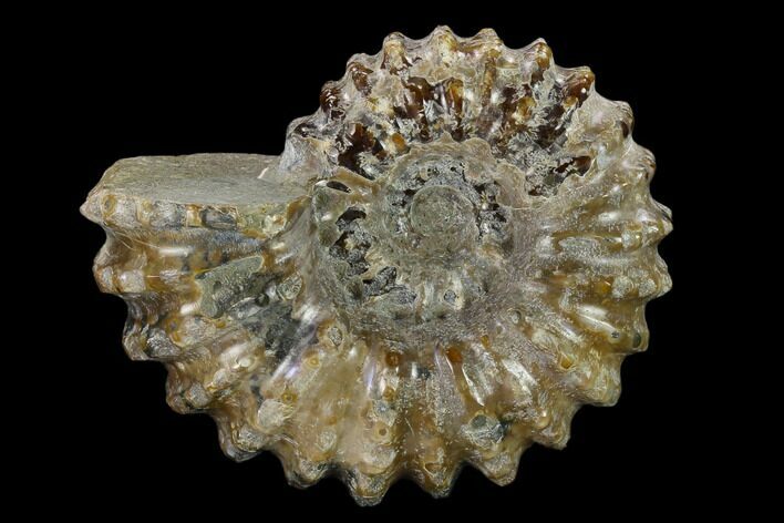 Bumpy Ammonite (Douvilleiceras) Fossil - Madagascar #134153